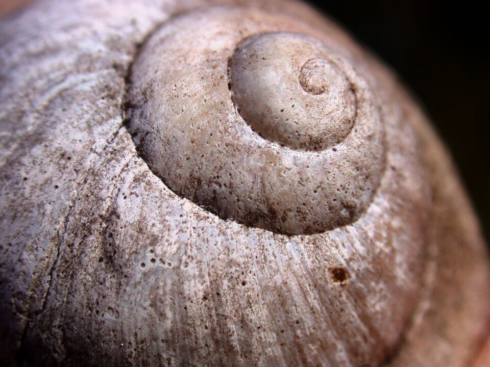 Snail shell mollusk limestone