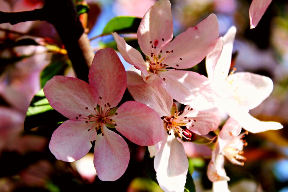 Flowers cherry blossoms pink
