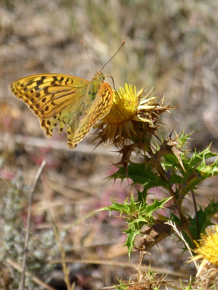 Thistle libar brocat vaiable