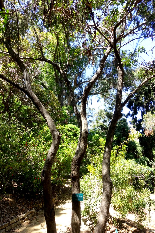 Schrebera swietenioides - Mildred E. Mathias Botanical Garden - University of California, Los Angeles - DSC02732