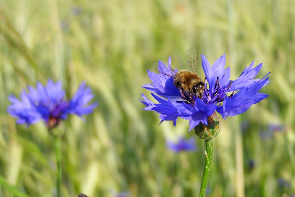 Macro meadow field