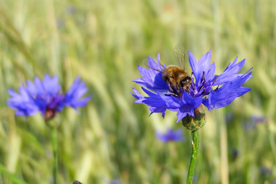 Macro meadow field photo