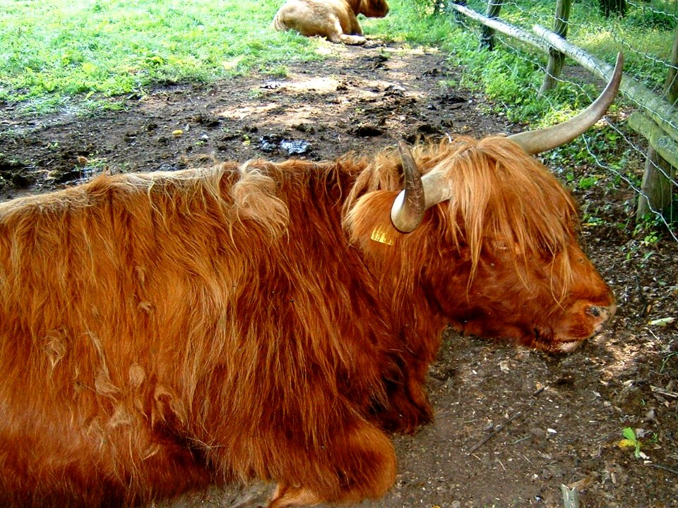 Schottisches hochlandrind peng 1