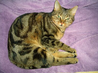 Sleep pet mackerel
