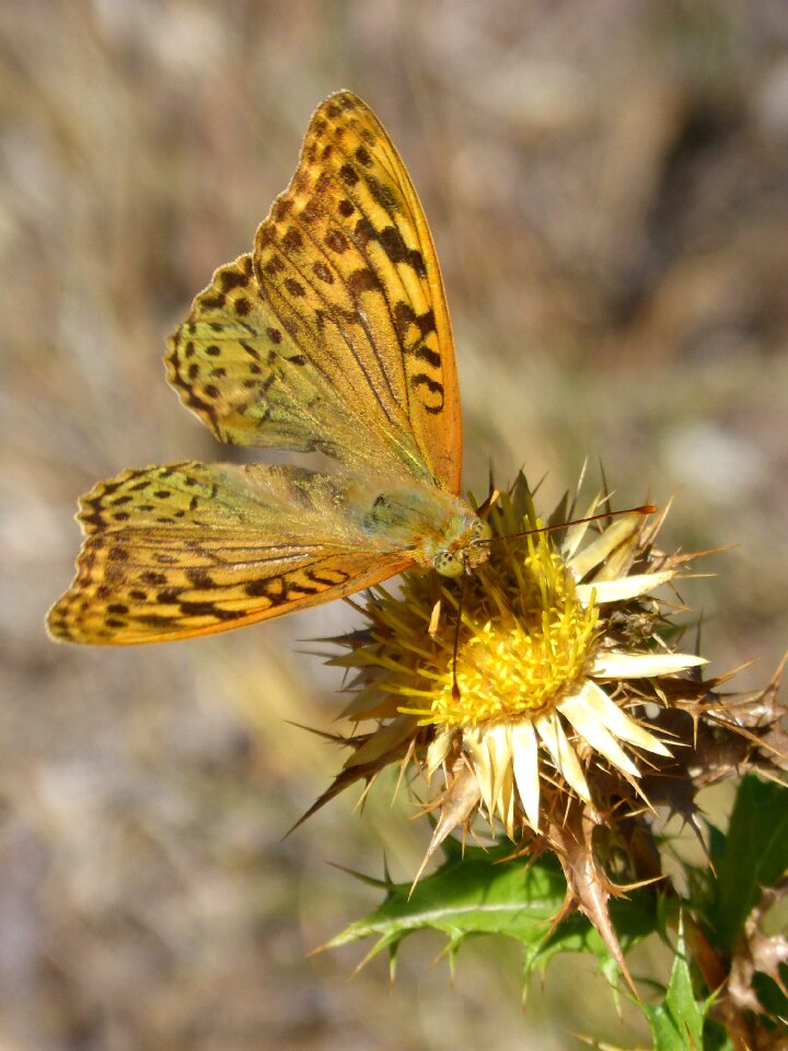 Thistle libar brocat vaiable
