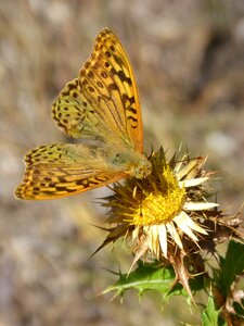 Thistle libar brocat vaiable