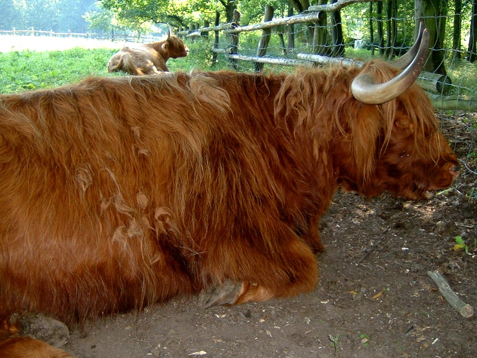 Schottisches hochlandrind peng 2