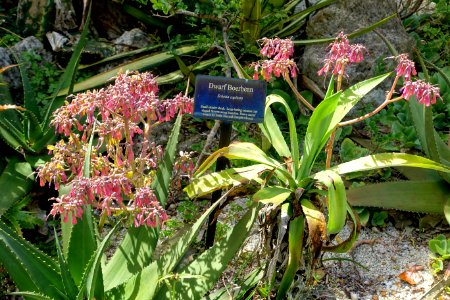 Schotia capitata - Mounts Botanical Garden - Palm Beach County, Florida - DSC03630