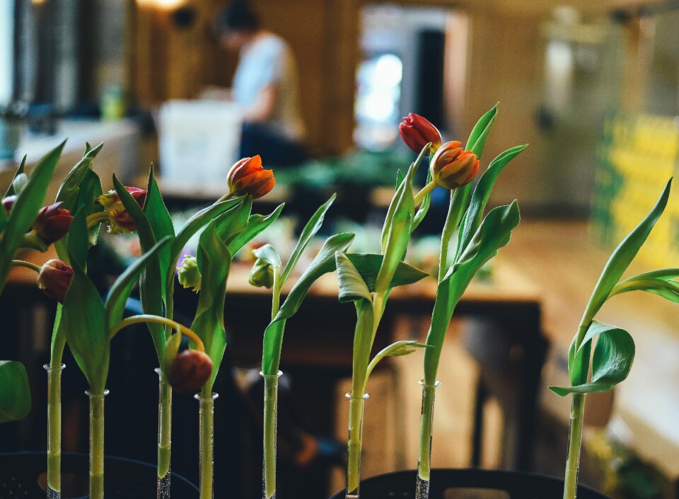 Flowers pot plants tulips