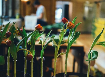 Flowers pot plants tulips