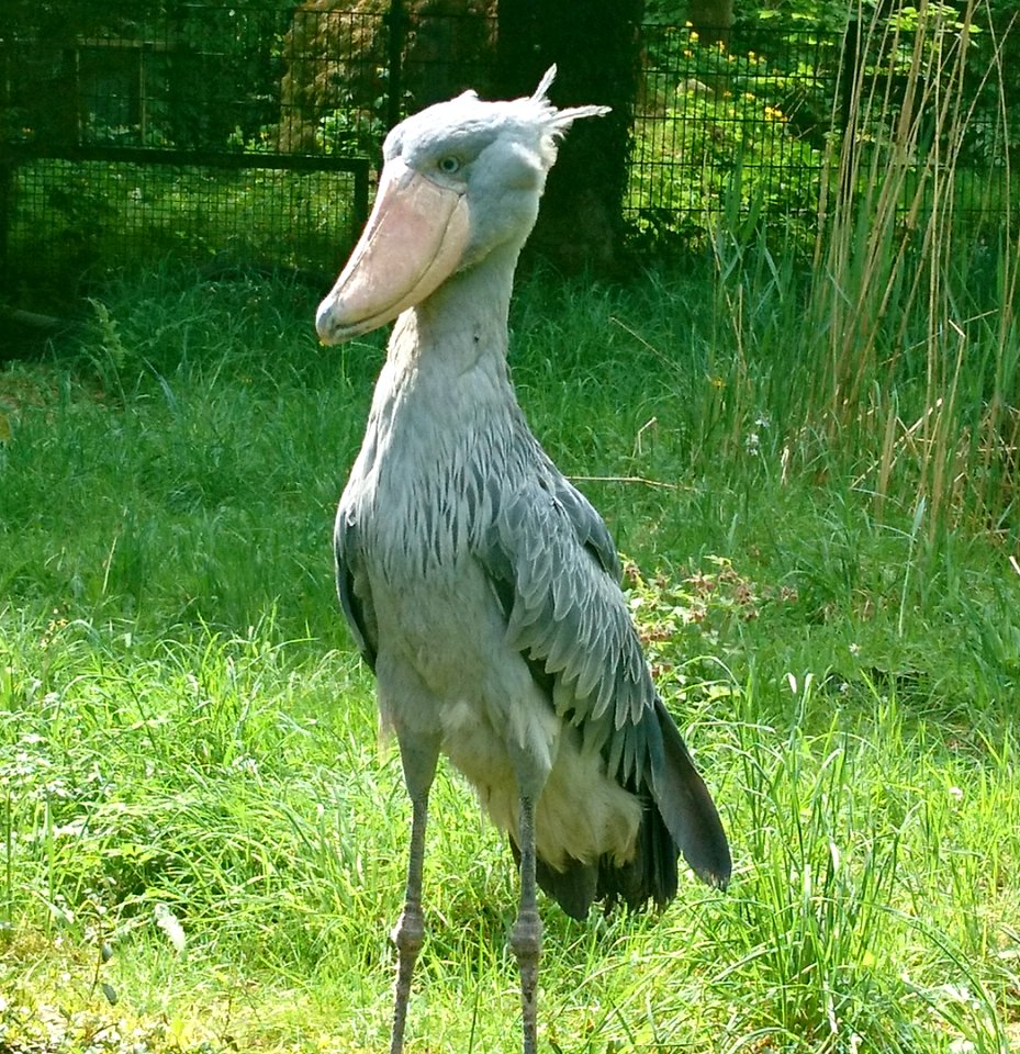 Schuhschnabel (Balaeniceps rex)