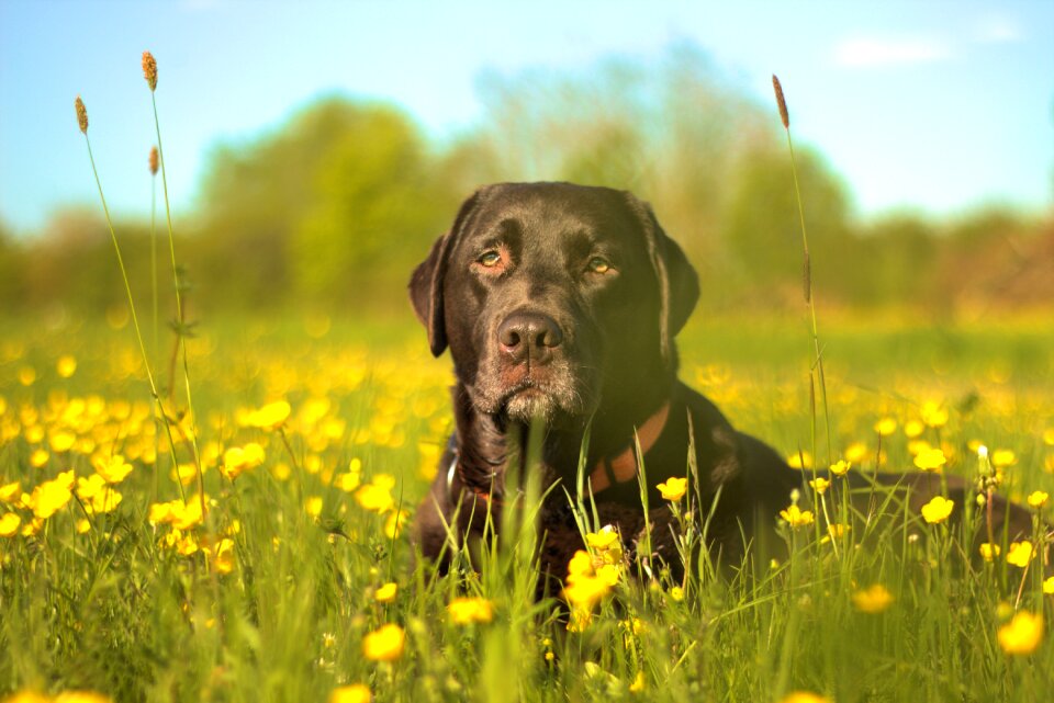 Labrador dog flower meadow