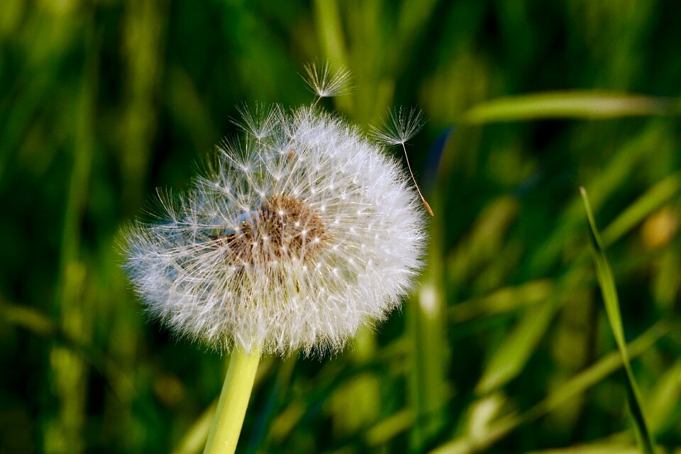 Common dandelion nature taraxacum