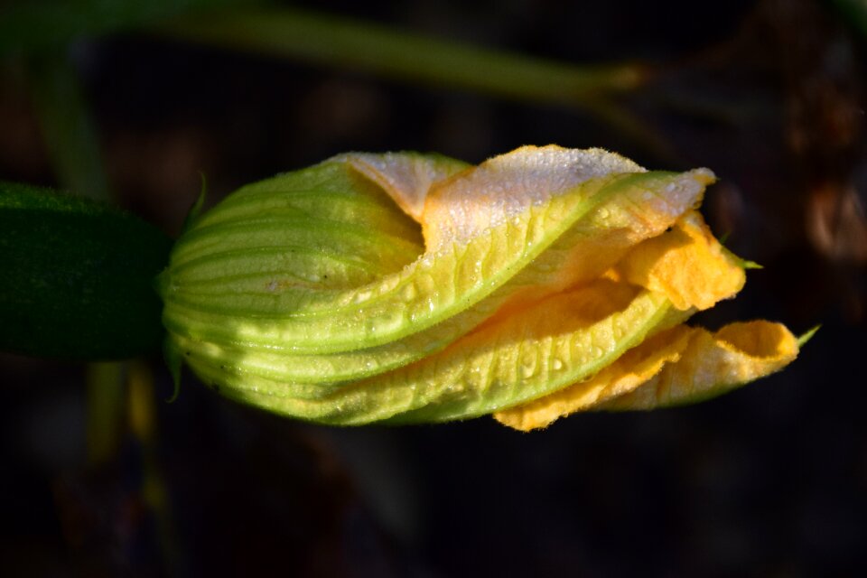 Close up flower macro