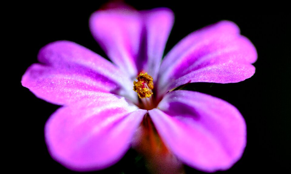 Bloom orchid nature