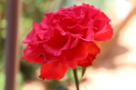 Red roses romance romantic