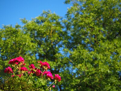 Pink red balcony plant