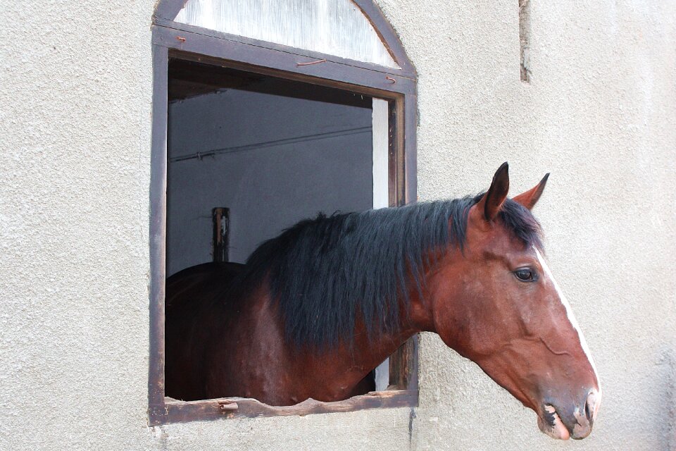 The mane konik the head of the