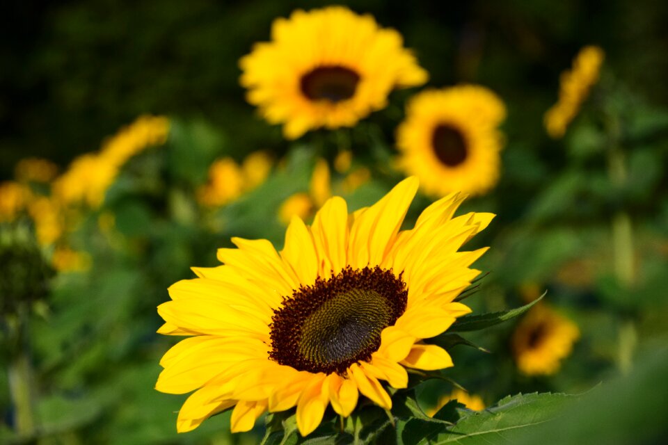 Summer blossom bloom