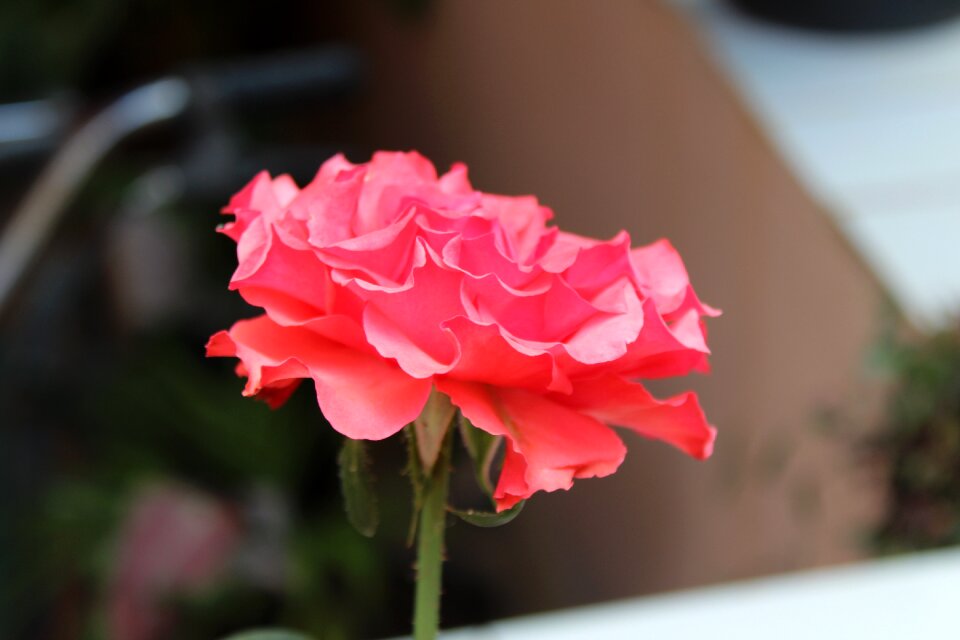 Pink nature petal