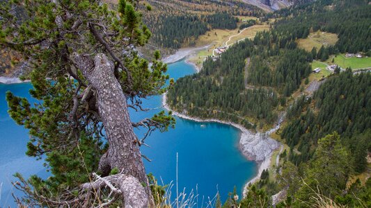 Tree lake oeschinen switzerland photo