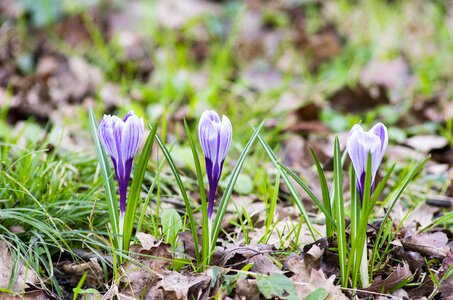 Nature purple fresh