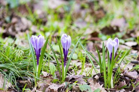 Nature purple fresh photo