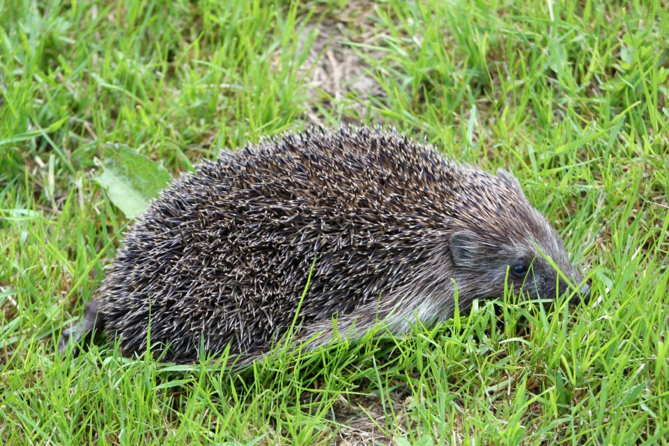 Hedgehog spur nature
