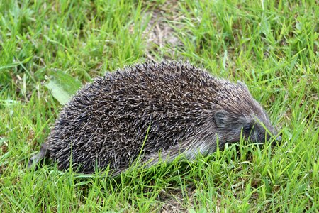 Hedgehog spur nature