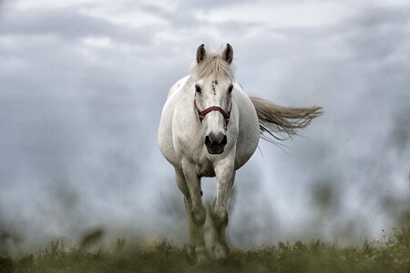 Animal mare riding photo