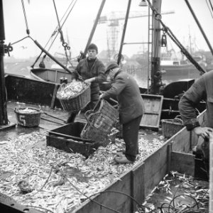 Scheveningse vissers staken, kantje na kantje wordt op de kant gehesen, Bestanddeelnr 915-9214