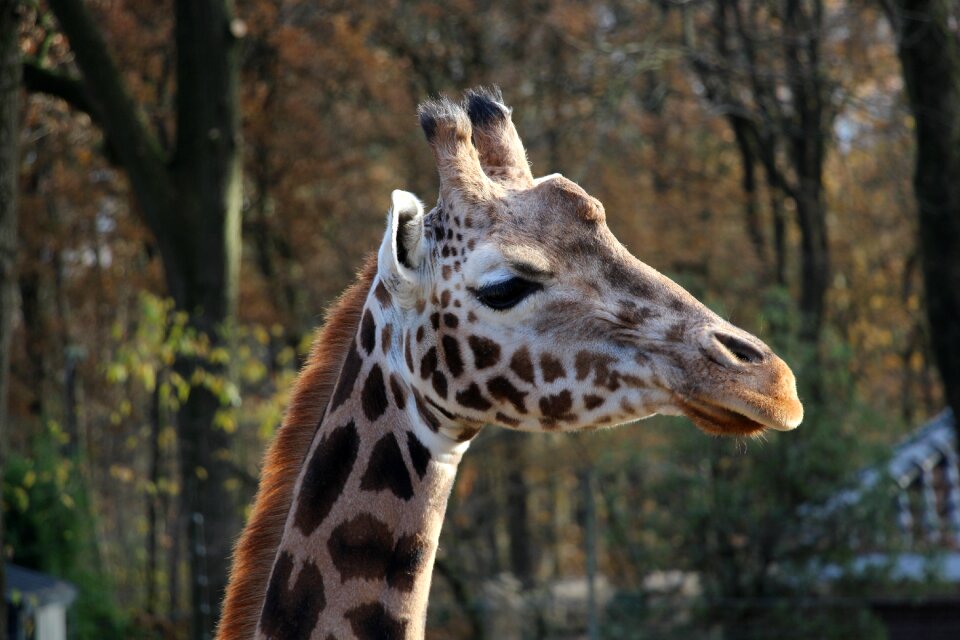 Giraffe animals zoo