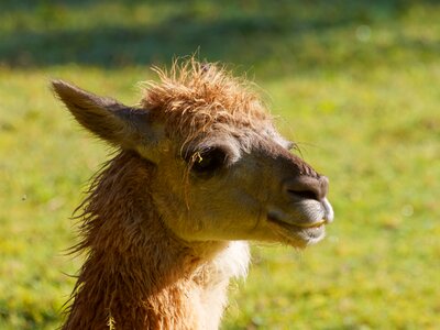 Alpaca peru camelid