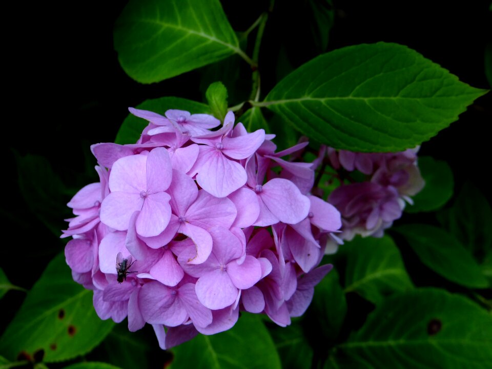 Purple blossom botanical