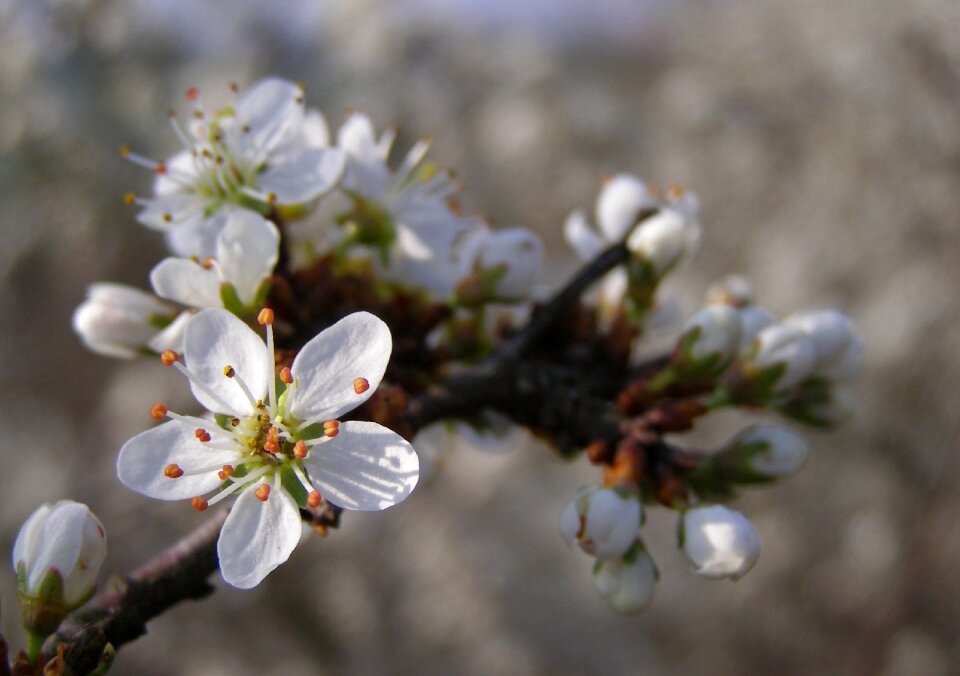 Blackthorn flowering prunus spinosa