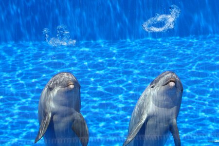 Blue two talk