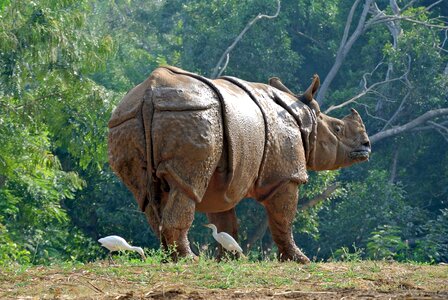 India animal strong