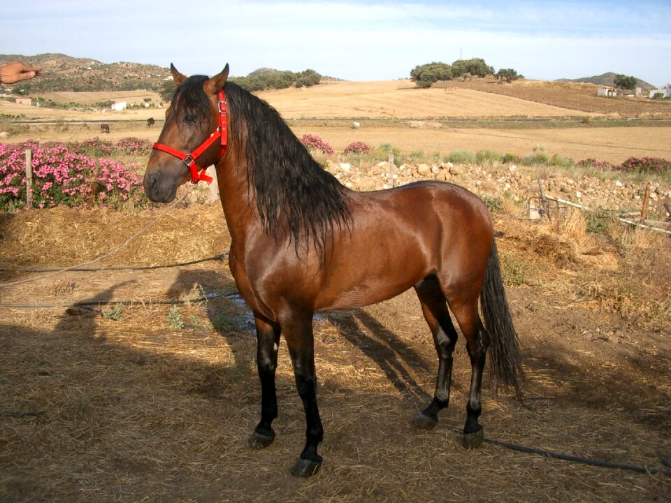 Steed animal horseshoe