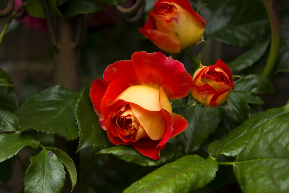 Garden rose blooms blossom