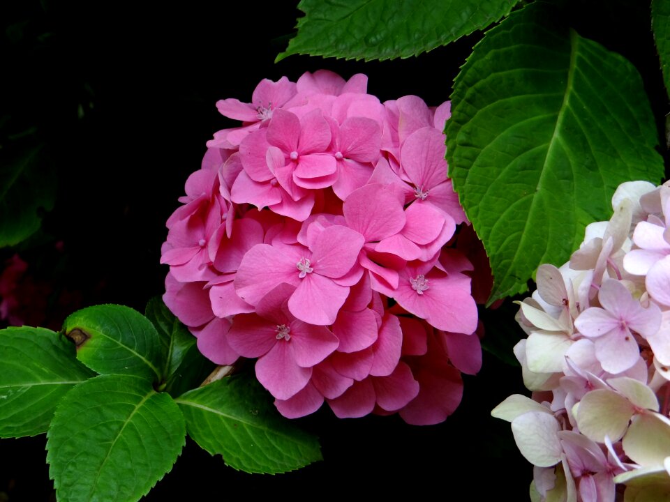Pink blossom botanical