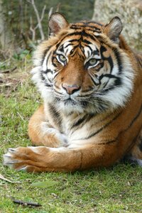 Tiger sumatra female