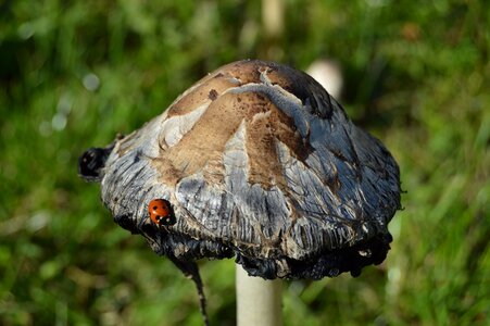 Nature insect toxic