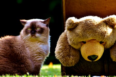 Stuffed animal soft toy toys