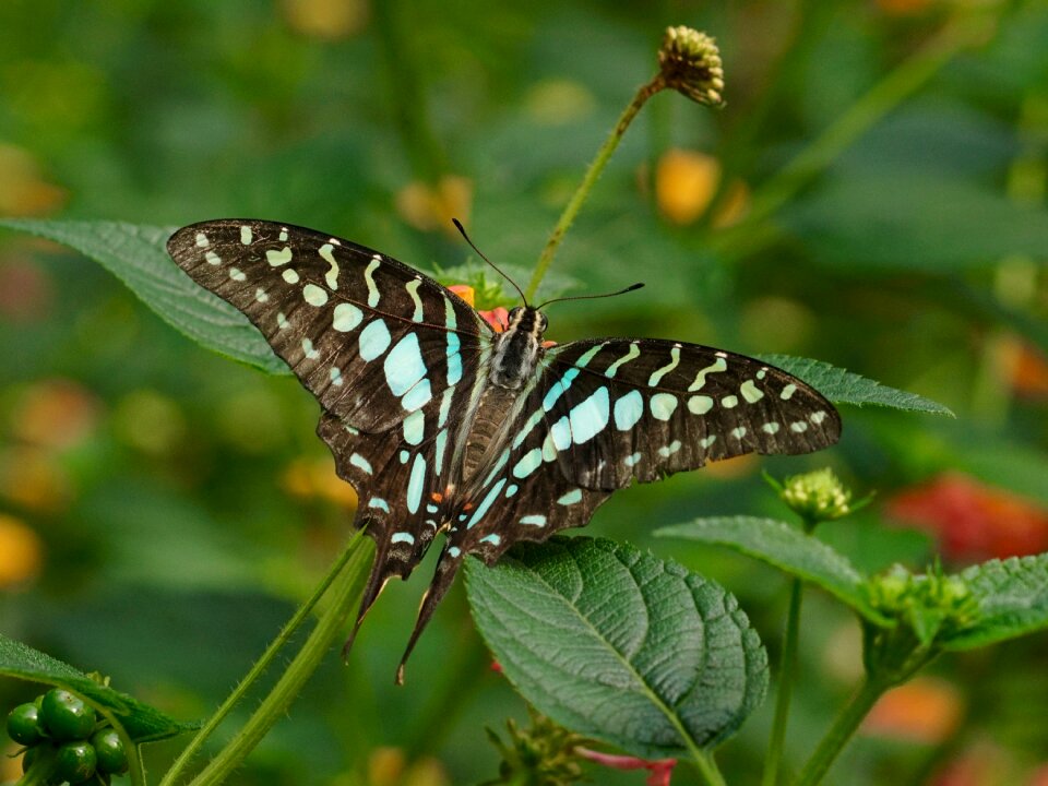 Tropical animal wing