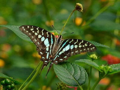 Tropical animal wing photo