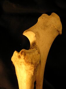 Skeleton anatomy bovine photo