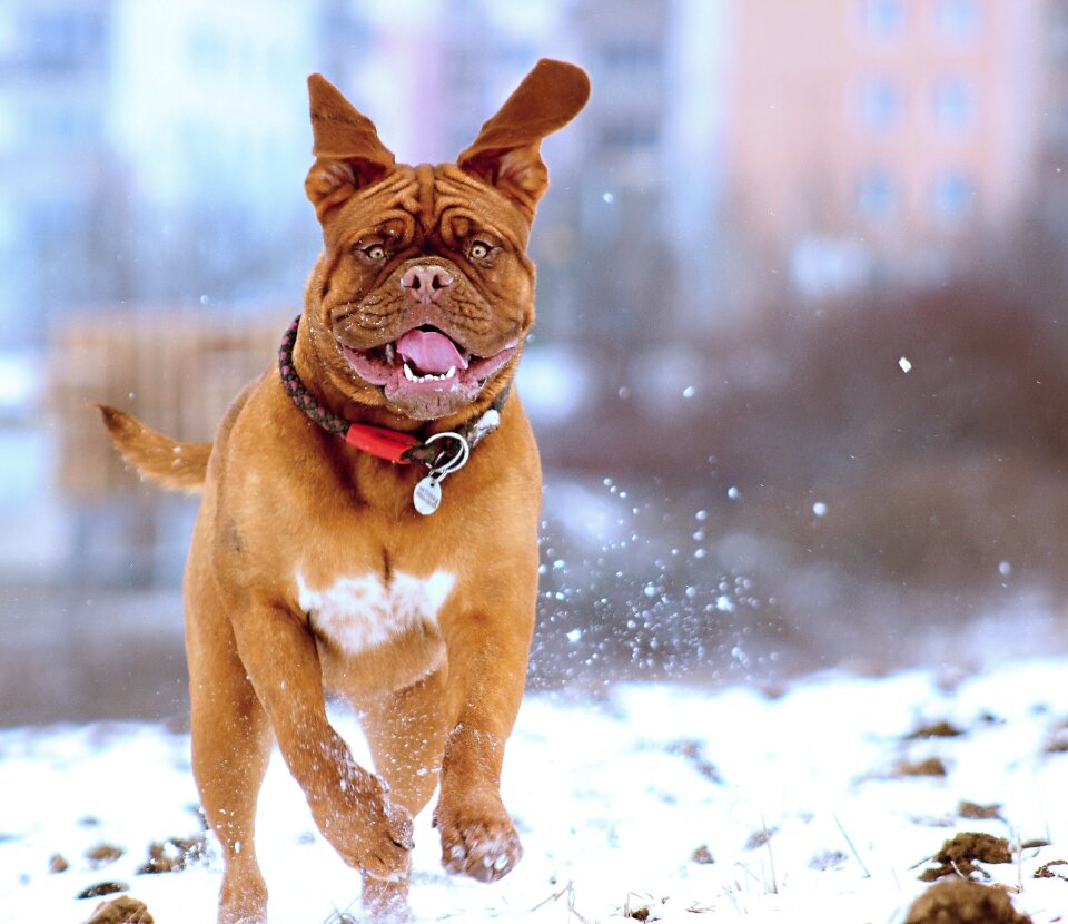 Bordeaux mastiff winter
