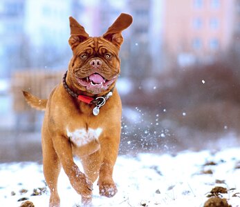 Bordeaux mastiff winter