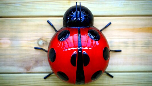 Black ladybug ladybird photo