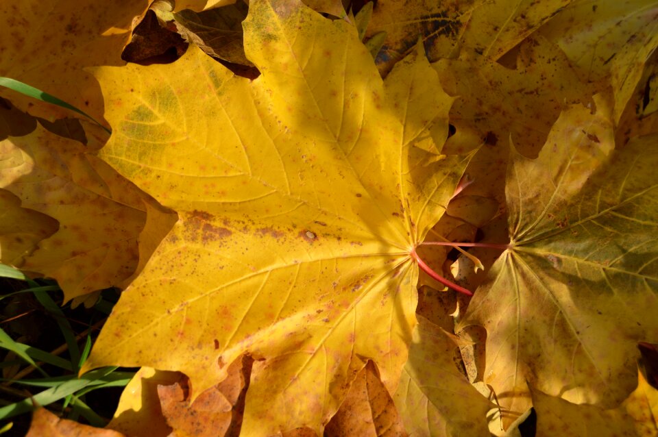 Yellow earth nature